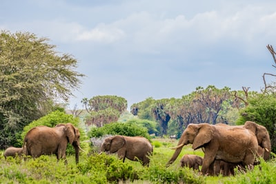 A herd of elephants in the tree
